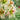 Hippeastrum Seeds-Dragonfly