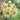 Hippeastrum Seeds-Dragonfly