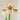 Hippeastrum Seeds-Dragonfly