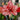 Hippeastrum Seeds-Joker
