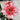Hippeastrum Seeds-Joker