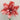 Hippeastrum Seeds-Joker