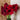 Hippeastrum Seeds-Mandela