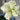 Hippeastrum Seeds-Marilyn