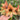 Hippeastrum Seeds-Mocha