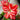 Hippeastrum Seeds-Pasadena