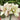 Hippeastrum Seeds-Pip