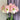 Hippeastrum Seeds-Rebecca