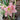 Hippeastrum Seeds-Rebecca