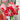 Hippeastrum Seeds-Samba