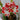 Hippeastrum Seeds-Samba