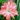 Hippeastrum Seeds-Sunny Lady