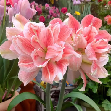 Hippeastrum Seeds-Sunset Sky