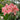 Hippeastrum Seeds-Sunset Sky
