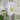 Graines d'Hippeastrum-Wedding Dance