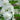 Stockrosensamen – Champagne
