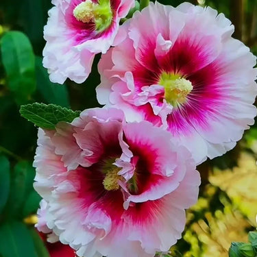 Hollyhock Seeds-Creme de Cassis