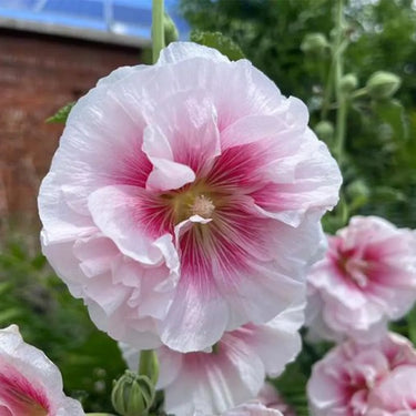 Hollyhock Seeds-Creme de Cassis