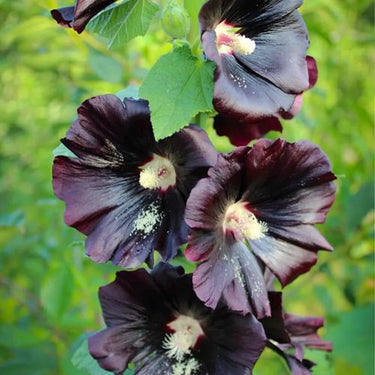 Hollyhock Seeds-Double Purple