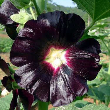 Hollyhock Seeds-Double Purple