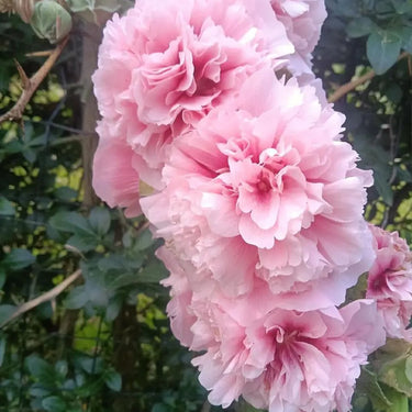 Hollyhock Seeds-Spring Celebrities Apricot