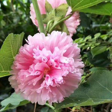 Hollyhock Seeds-Spring Celebrities Apricot