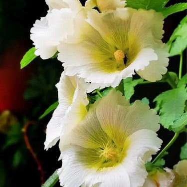 Hollyhock Seeds-White Satin