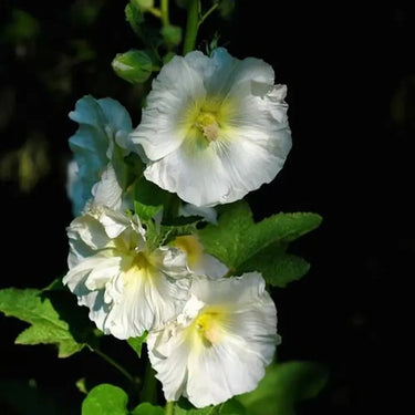 Hollyhock Seeds-White Satin