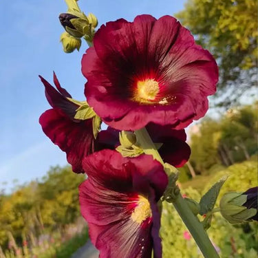 Hollyhock Seeds-Wine Red