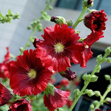 Hollyhock Seeds-Wine Red