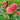 Honey Peach Seeds
