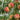 Honey Peach Seeds