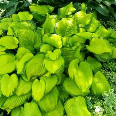 Semi di hosta