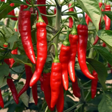 Hot Portugal Hot Pepper Seeds Non-GMO Vegetable Garden - Capsicum annuum