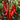 Hot Portugal Hot Pepper Seeds Non-GMO Vegetable Garden - Capsicum annuum