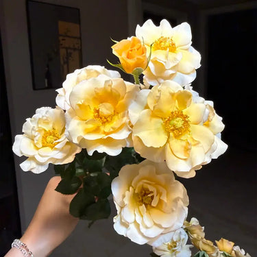 Huali Wood Rose Seeds