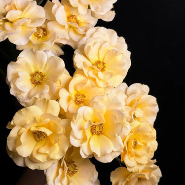 Huali Wood Rose Seeds