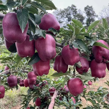 Huaniu Apple Seeds