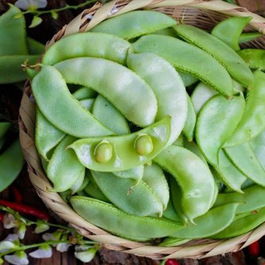 Hyacinth Bean