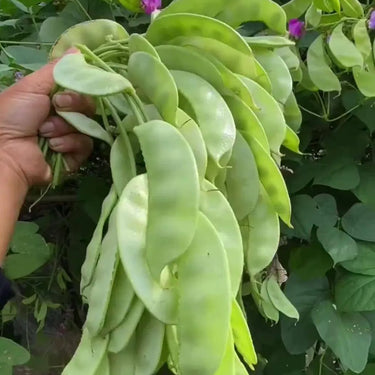 Hyacinth Bean