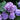 Hortensien-Bonsai-Blumensamen – Violett