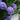 Hortensien-Bonsai-Blumensamen – Violett