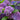 Hortensien-Bonsai-Blumensamen – Violett