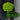 Hydrangea Seed Bonsai Flower Seeds – Green