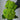 Hydrangea Seed Bonsai Flower Seeds – Green