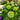 Hydrangea Seed Bonsai Flower Seeds – Green
