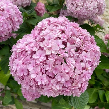 Hydrangea Seed Bonsai Flower Seeds – Pink