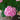 Hydrangea Seed Bonsai Flower Seeds – Pink