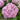 Hydrangea Seed Bonsai Flower Seeds – Pink