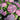 Hydrangea Seed Bonsai Flower Seeds – Pink